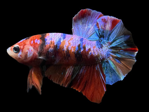Candy HMPK Male Betta | M2591