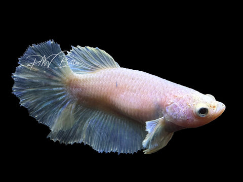 Pastel Halfmoon Female Betta | F2307