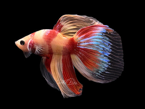 Nemo VT Male Betta | M2582