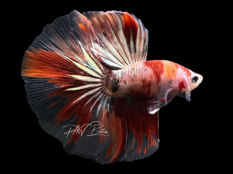 Nemo Copper HM Male Betta | M2616
