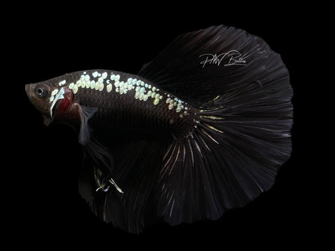 Black Mamba HM Male Betta | M2608