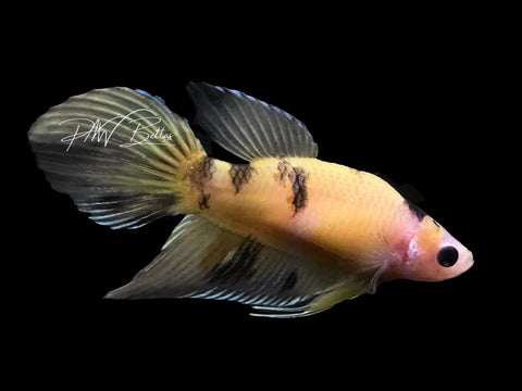 Yellow Koi Veiltail Female Betta | F2802