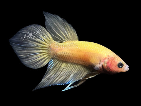 Yellow Hybrid Plakat Male Betta | M2870