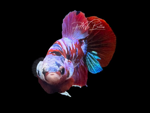 Red Galaxy HMPK Male Betta | M3078