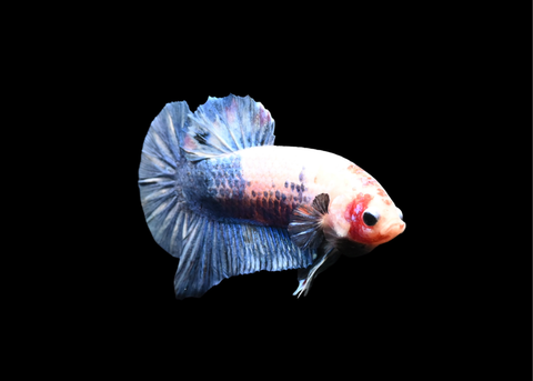 Marble HMPK Male Betta | 5208