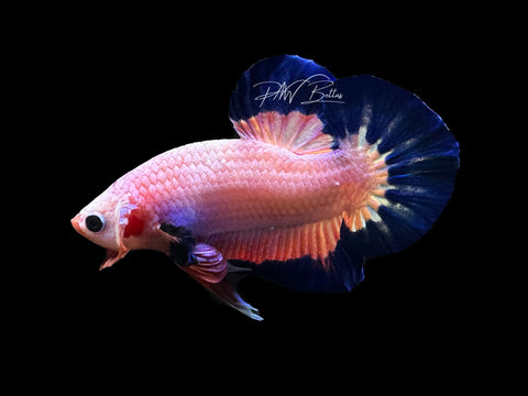 Fancy Rim HMPK Male Betta | M2643