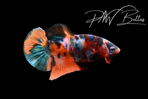Candy Koi HMPK Male Betta | 5204