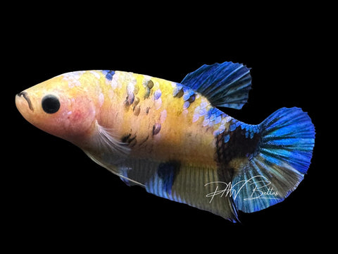 Yellow Koi HMPK Female Betta | F4013