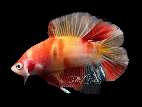 Nemo DTPK Male Betta | M2839