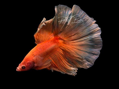 Super Orange Halfmoon Male Betta | M3090