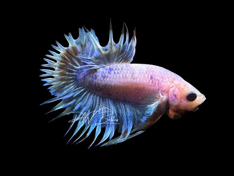Grizzle CTPK Male Betta | M2837