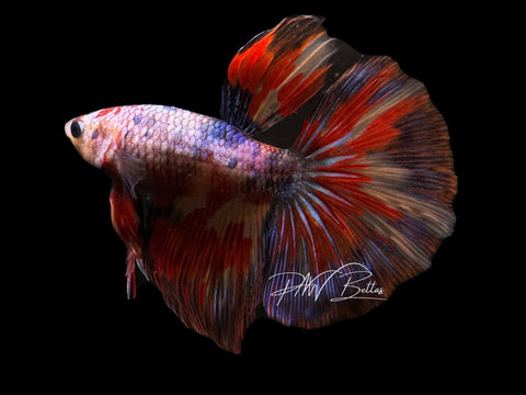 Fancy Marble Halfmoon Male Betta | M3041