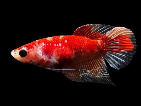 Nemo Veiltail Female Betta | F2810