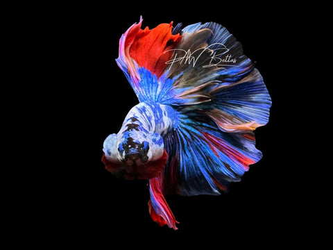 Blue Marble Halfmoon Male Betta | M2303