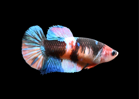 Candy HMPK Female Betta | 5203