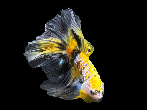Yellow Koi HM Male Betta | M2636