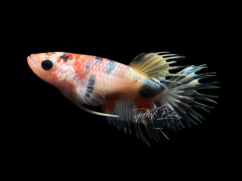 Marble Crowntail Female Betta | F1468