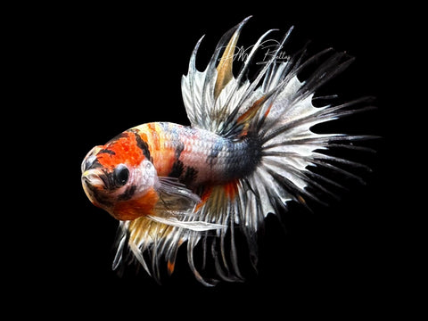 Copper Marble CT Male Betta | LM9