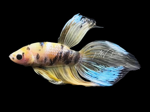 Yellow Koi Veiltail Male Betta | M2840