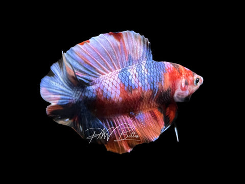 Koi DTPK Male Betta | M2861