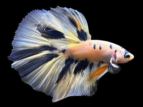 Blue Marble Halfmoon Male Betta | M2570