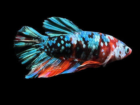 Galaxy HMPK Male Betta | M4029