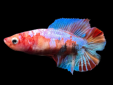 Koi DTPK Female Betta | F1727