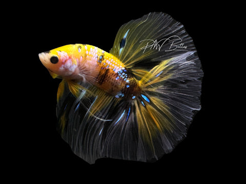 Yellow Koi HM Male Betta | M2636