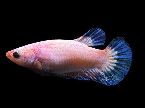 Fancy Rim HMPK Female Betta | F1678