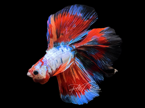 Marble DTHM Male Betta | M2457