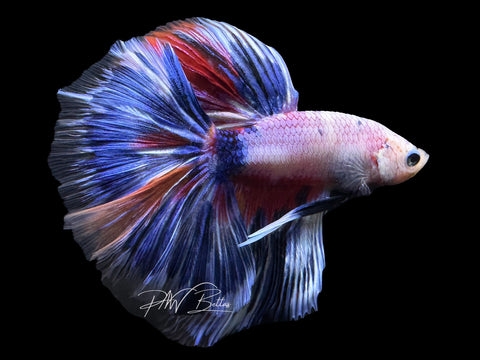 Blue Marble HM Male Betta | M2627