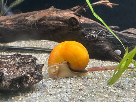 Assorted Mystery Snail