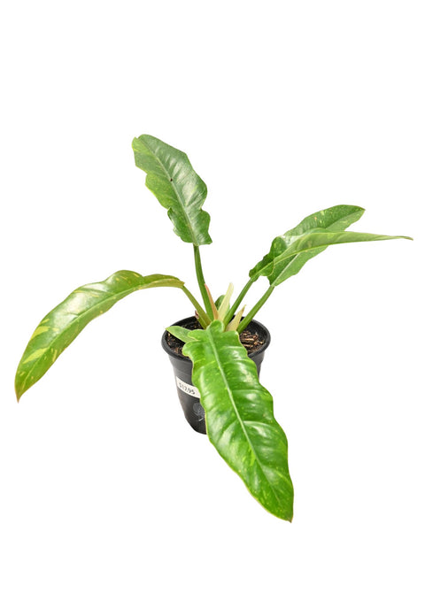 Philodendron Ring of Fire 4”
