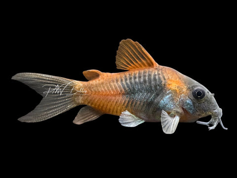 Orange Venezuelan Corydoras | Corydoras aeneus "Venezuela"