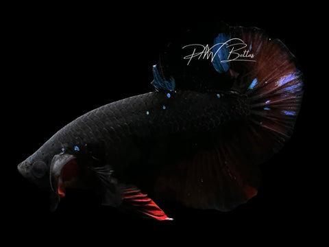Avatar HMPK Male Betta | M2302
