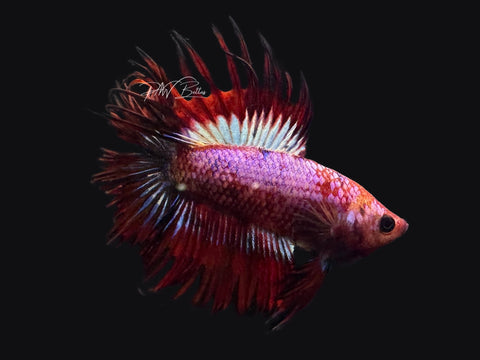 Rare Marble DTCT Male Betta | M2597