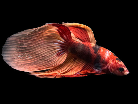 Nemo VT Male Betta | M2595