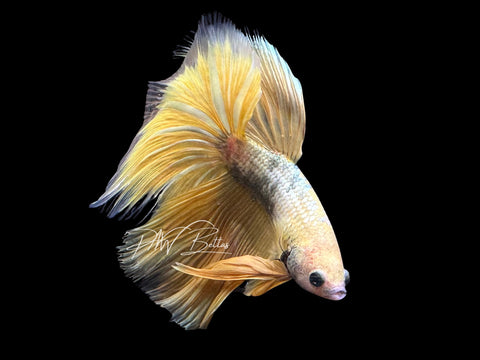 Yellow Marble Halfmoon Male Betta | M3081