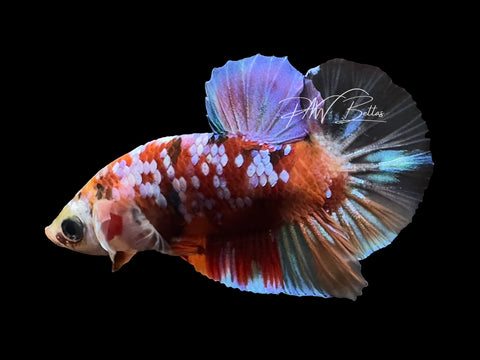 Galaxy HMPK Male Betta | M3050