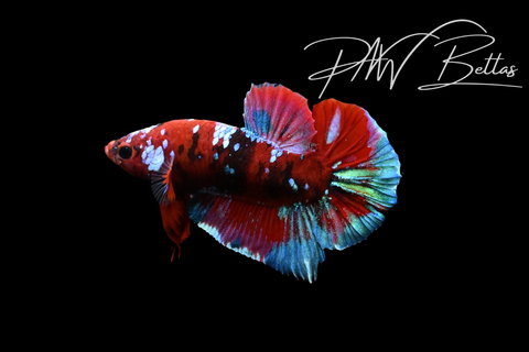 Red Koi Galaxy HMPK Male Betta | 5201