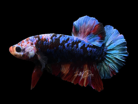 Galaxy HMPK Male Betta | M2581