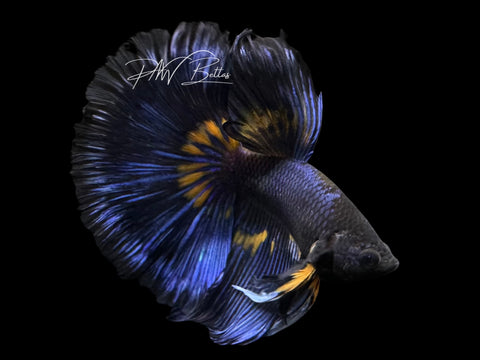 Mustard Super Delta Male Betta | M3077