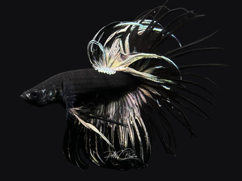 Black Copper CT Male Betta | M2584