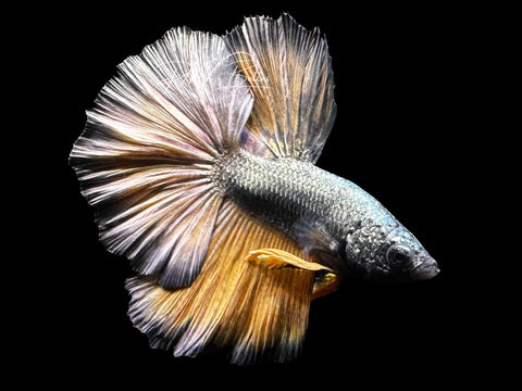 Yellow Copper Halfmoon Male Betta | M2793