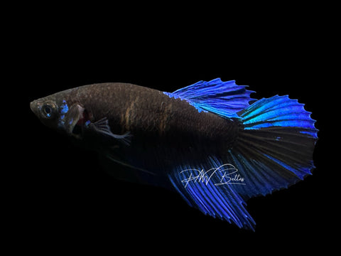 Blacklight Veiltail Female | LF6