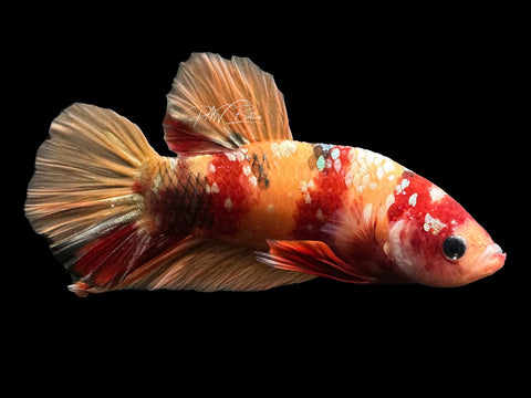 Copper Galaxy HMPK Male Betta | M2601