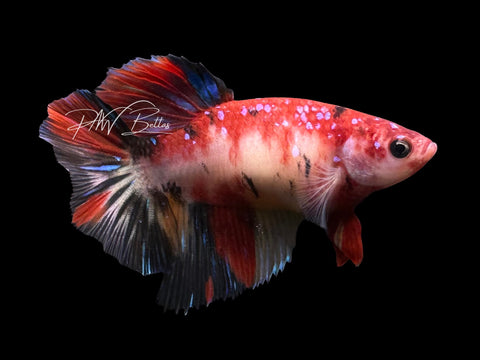 Candy Halfmoon Female Betta | F4011