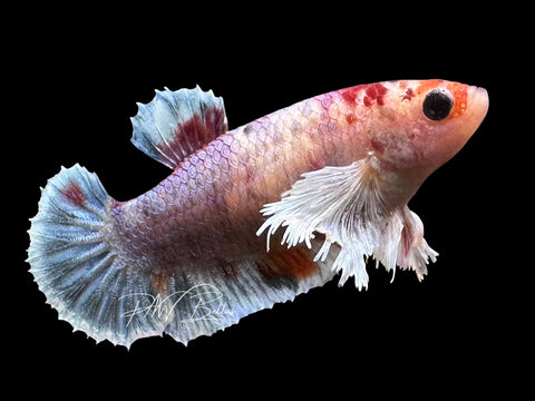 Candy Dumbo HMPK Female Betta | F4017