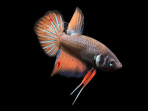 Hybrid Wild Type Male Betta | Live Sale M4