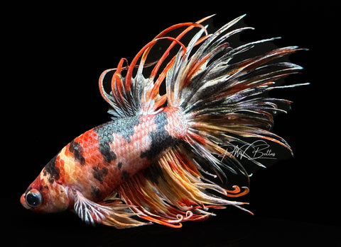 Copper Marble Crowntail Male Betta | M1436